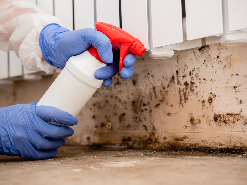 black mould removal edmonton