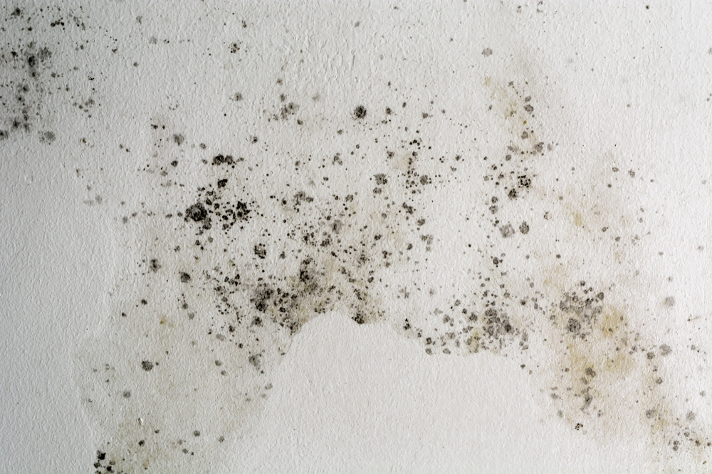 Mould spots on a painted interior wall