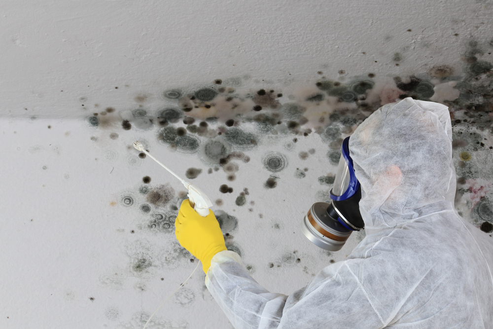 mold remediation services edmonton